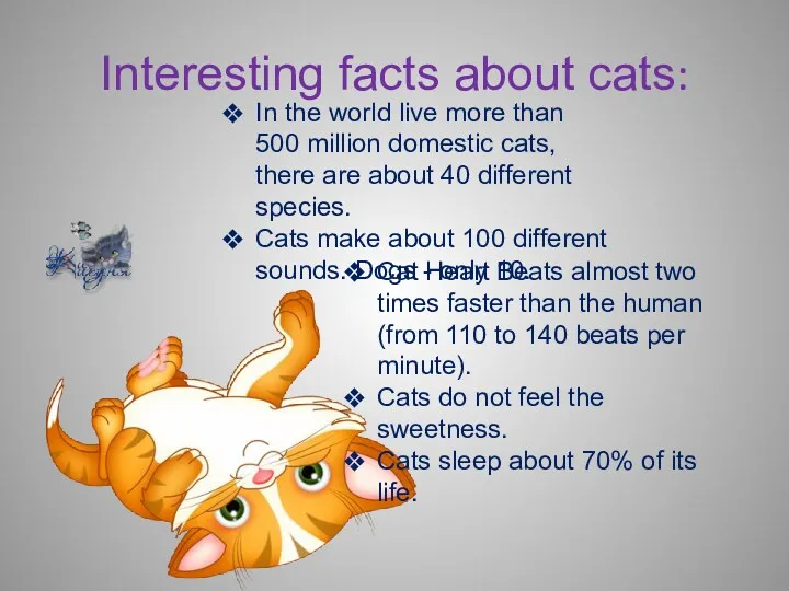 Interesting facts about cats: In the world live more than 500 million domestic