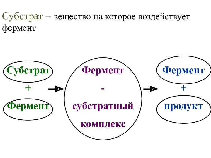 Субстрат – вещество на которое воздействует фермент Субстрат + Фермент