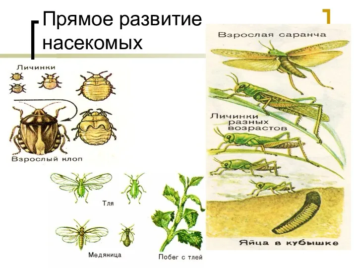 Прямое развитие насекомых