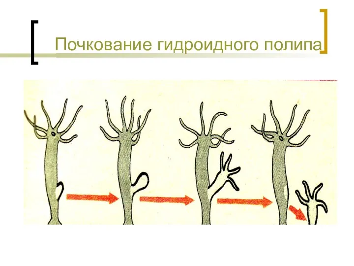 Почкование гидроидного полипа