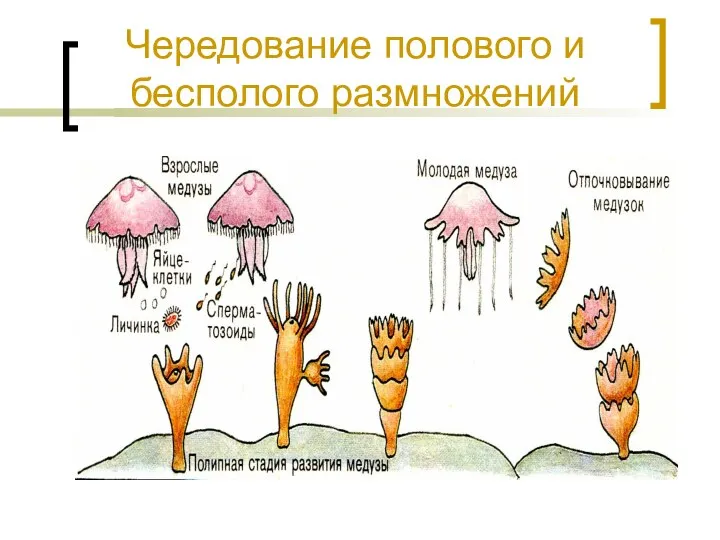 Чередование полового и бесполого размножений