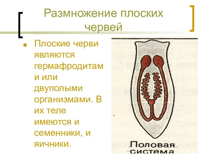 Размножение плоских червей Плоские черви являются гермафродитами или двуполыми организмами.