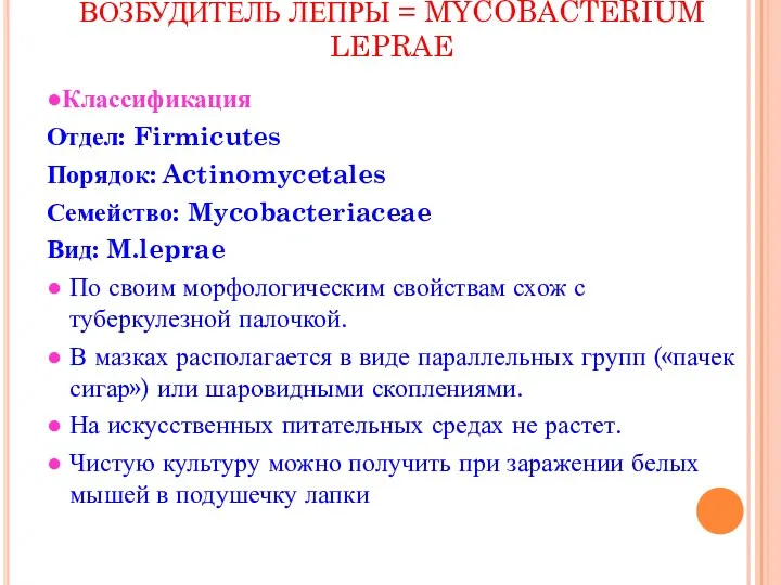 ВОЗБУДИТЕЛЬ ЛЕПРЫ = MYCOBACTERIUM LEPRAE ●Классификация Отдел: Firmicutes Порядок: Actinomycetales