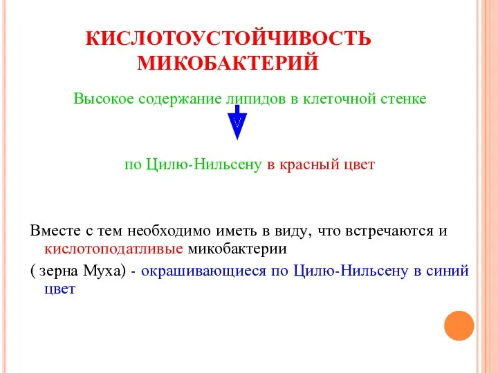 КИСЛОТОУСТОЙЧИВОСТЬ МИКОБАКТЕРИЙ Высокое содержание липидов в клеточной стенке по Цилю-Нильсену