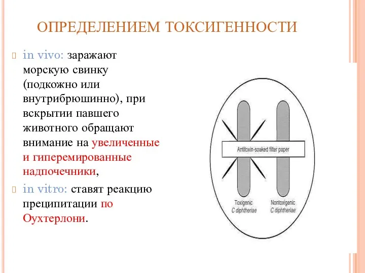 ОПРЕДЕЛЕНИЕМ ТОКСИГЕННОСТИ in vivo: заражают морскую свинку (подкожно или внутрибрюшинно),