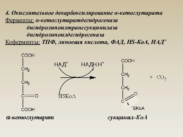 4. Окислительное декарбоксилирование α-кетоглутарата Ферменты: α-кетоглутаратдегидрогеназа дигидролипоилтранссукцинилаза дигидролипоилдегидрогеназа Коферменты: ТПФ, липоевая кислота, ФАД, HS-КоА, НАД+ ~