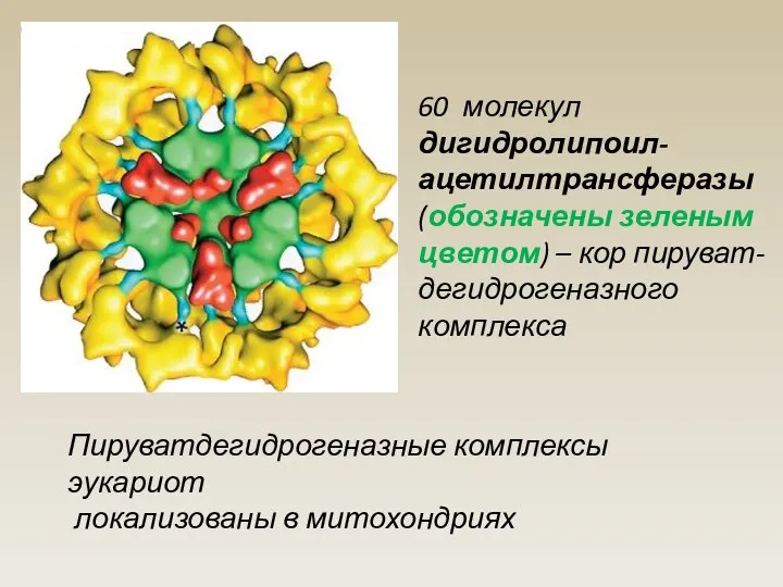 60 молекул дигидролипоил-ацетилтрансферазы (обозначены зеленым цветом) – кор пируват-дегидрогеназного комплекса Пируватдегидрогеназные комплексы эукариот локализованы в митохондриях