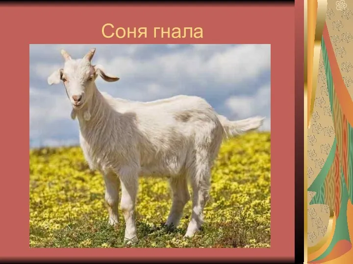 Соня гнала