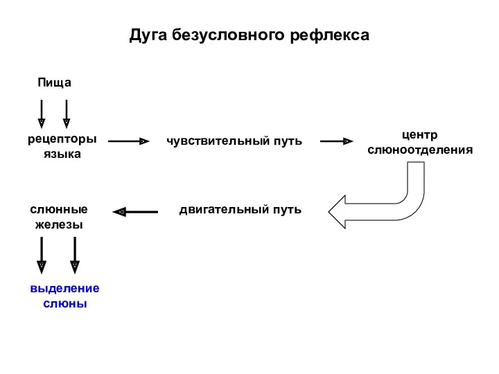 Дуга безусловного рефлекса Пища рецепторы языка чувствительный путь центр слюноотделения двигательный путь слюнные железы выделение слюны