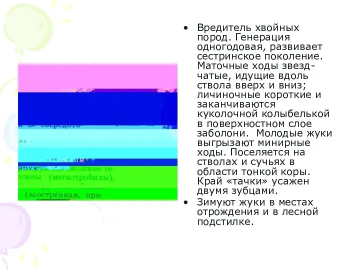 Вредитель хвойных пород. Генерация одногодовая, развивает сестринское поколение. Маточные ходы