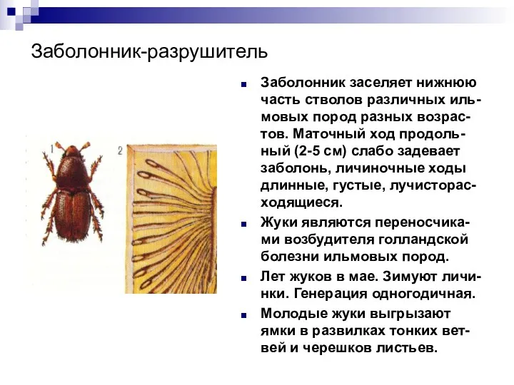 Заболонник-разрушитель Заболонник заселяет нижнюю часть стволов различных иль-мовых пород разных