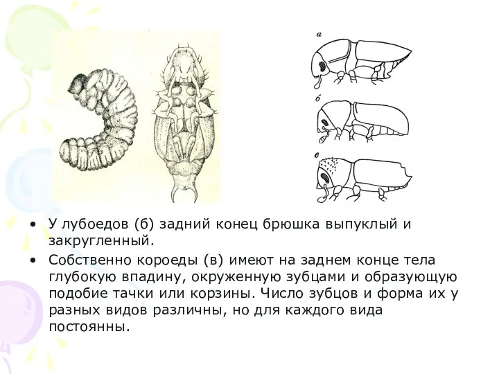 У лубоедов (б) задний конец брюшка выпуклый и закругленный. Собственно