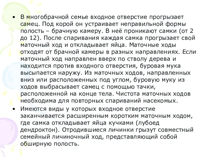 В многобрачной семье входное отверстие прогрызает самец. Под корой он