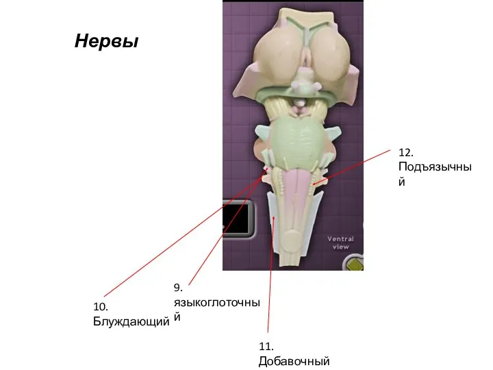 12. Подъязычный 9. языкоглоточный 10. Блуждающий 11. Добавочный Нервы