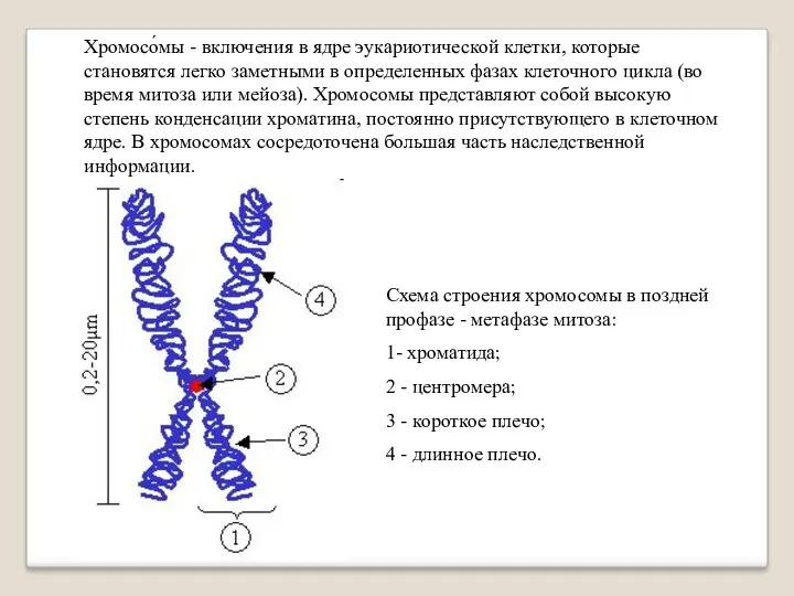 Схема строения хромосомы в поздней профазе - метафазе митоза: 1-