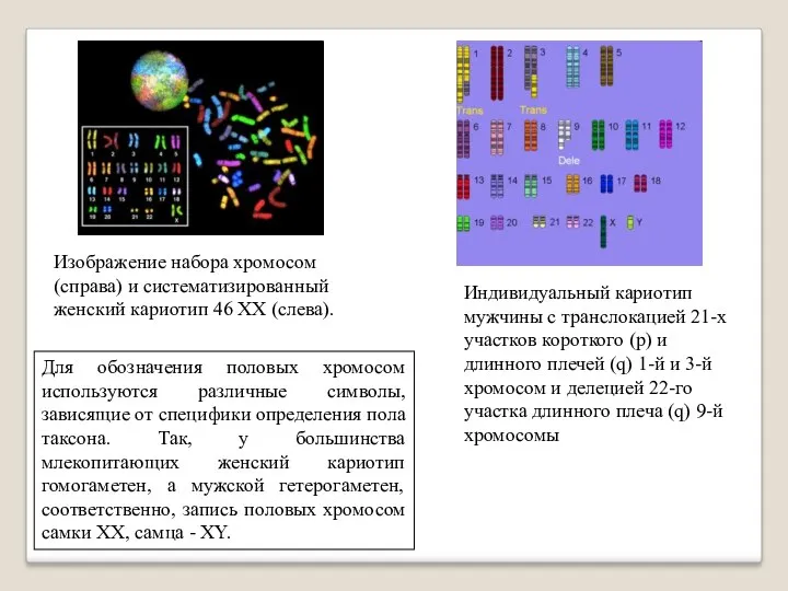 Изображение набора хромосом (справа) и систематизированный женский кариотип 46 XX
