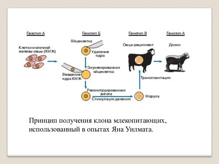 Принцип получения клона млекопитающих, использованный в опытах Яна Уилмата.