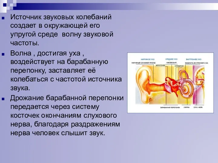 Источник звуковых колебаний создает в окружающей его упругой среде волну