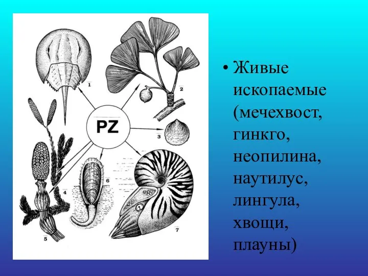 Живые ископаемые (мечехвост, гинкго, неопилина, наутилус, лингула, хвощи, плауны)