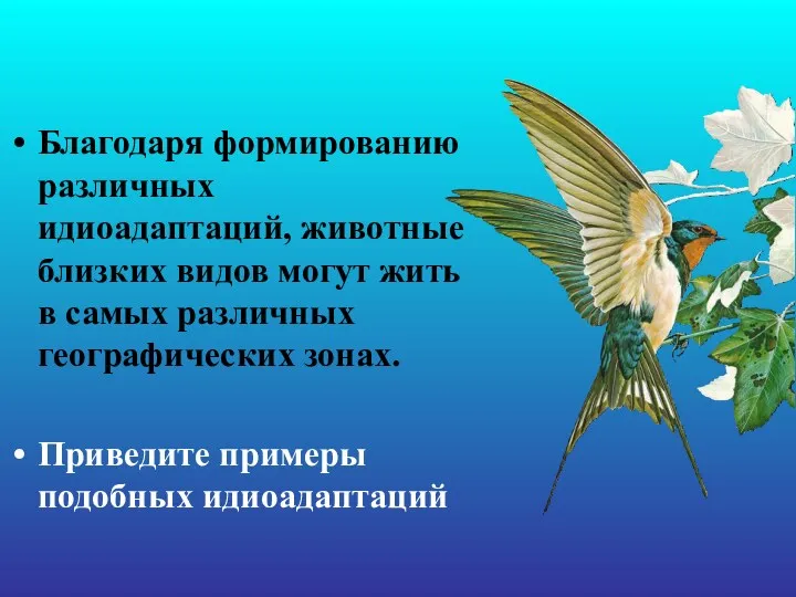 Благодаря формированию различных идиоадаптаций, животные близких видов могут жить в