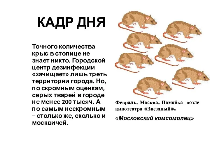 КАДР ДНЯ Точного количества крыс в столице не знает никто.