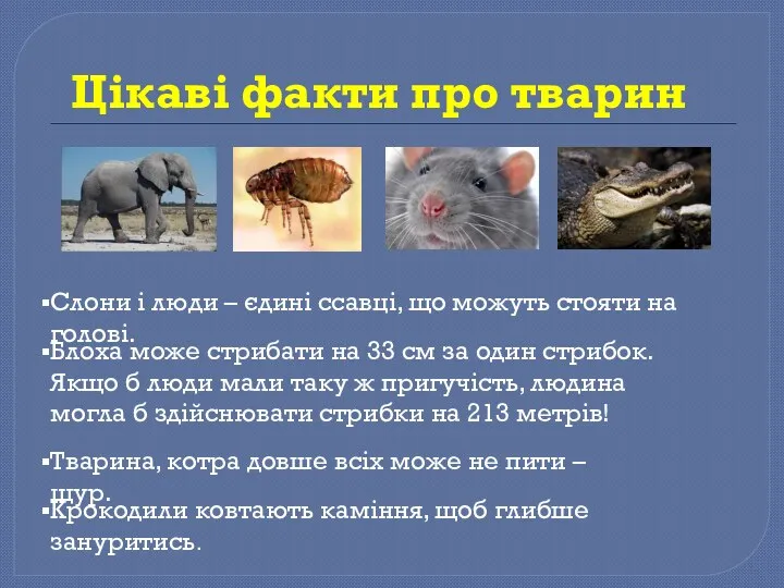 Цікаві факти про тварин Слони і люди – єдині ссавці,