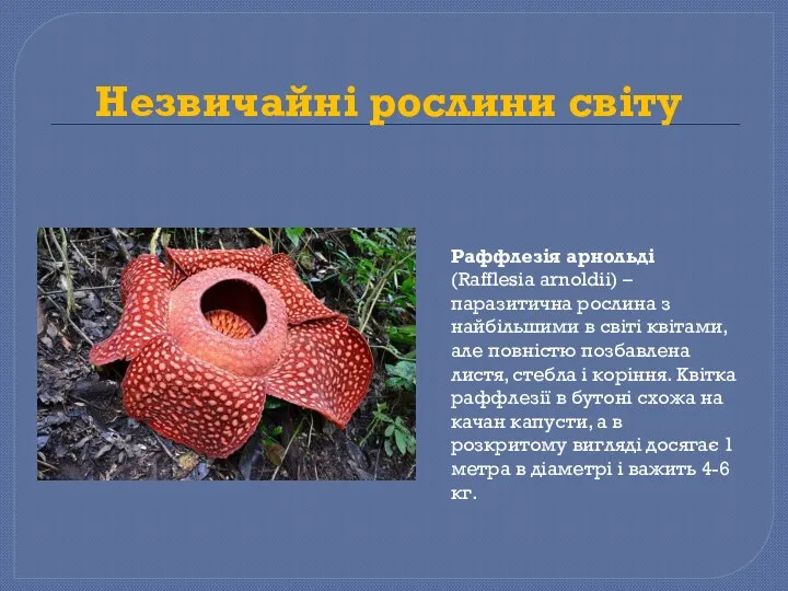 Незвичайні рослини світу Раффлезія арнольді (Rafflesia arnoldii) – паразитична рослина