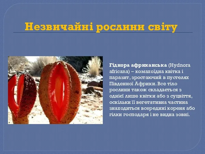 Незвичайні рослини світу Гіднора африканська (Hydnora africana) – комахоїдна квітка