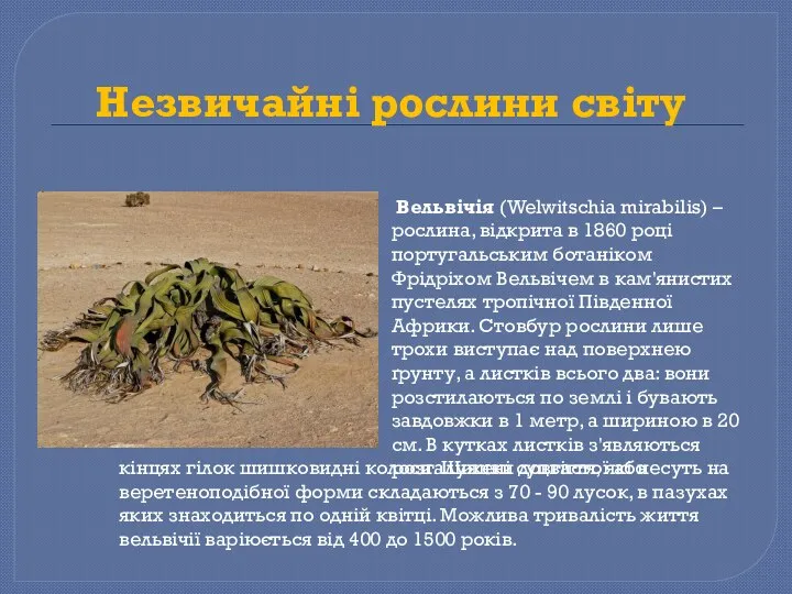 Незвичайні рослини світу Вельвічія (Welwitschia mirabilis) – рослина, відкрита в