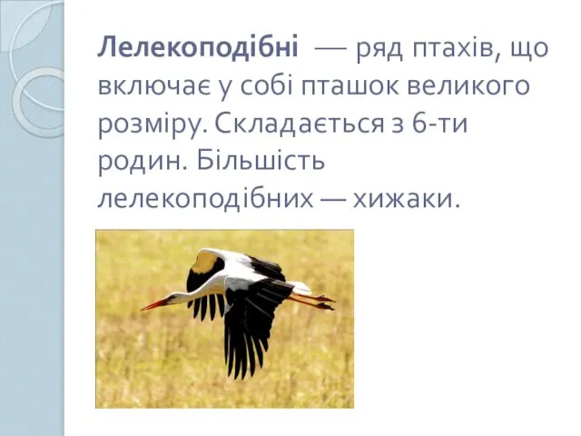 Лелекоподібні — ряд птахів, що включає у собі пташок великого