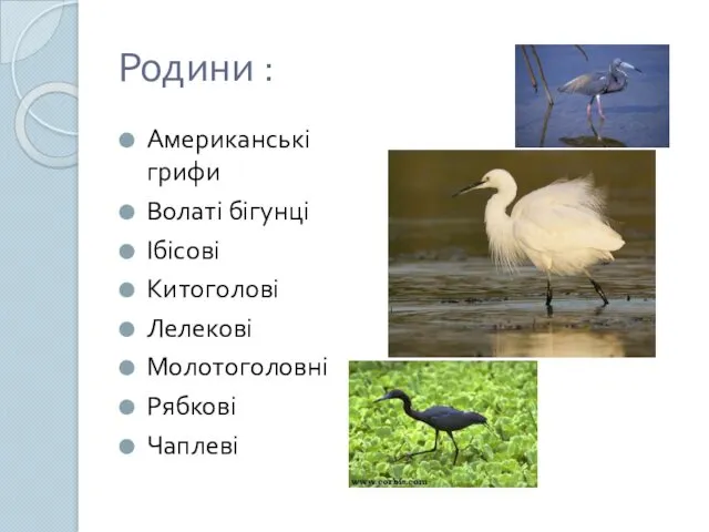Родини : Американські грифи Волаті бігунці Ібісові Китоголові Лелекові Молотоголовні Рябкові Чаплеві