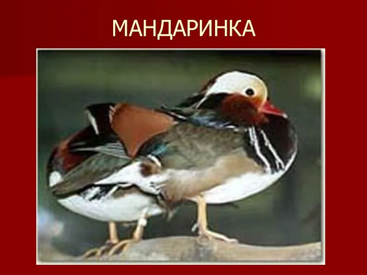 МАНДАРИНКА