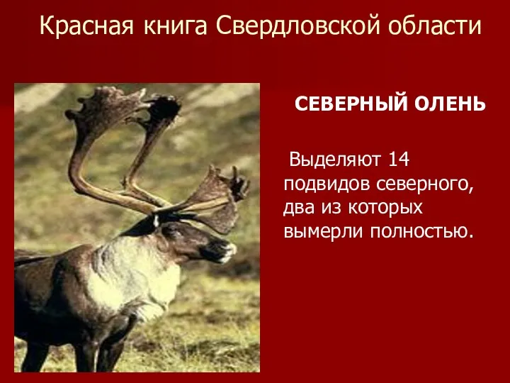 Красная книга Свердловской области СЕВЕРНЫЙ ОЛЕНЬ Выделяют 14 подвидов северного, два из которых вымерли полностью.