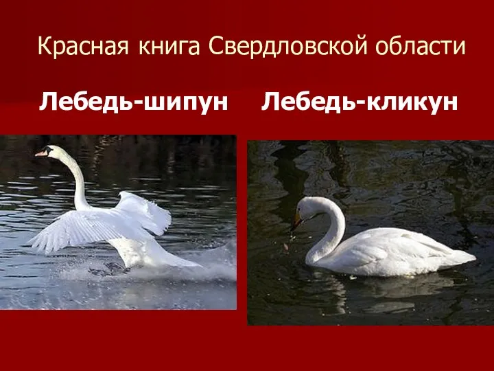 Красная книга Свердловской области Лебедь-шипун Лебедь-кликун