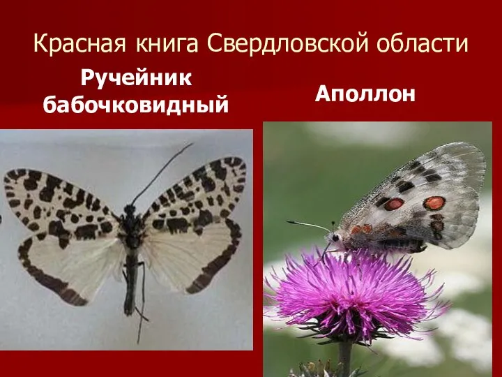 Красная книга Свердловской области Ручейник бабочковидный Аполлон