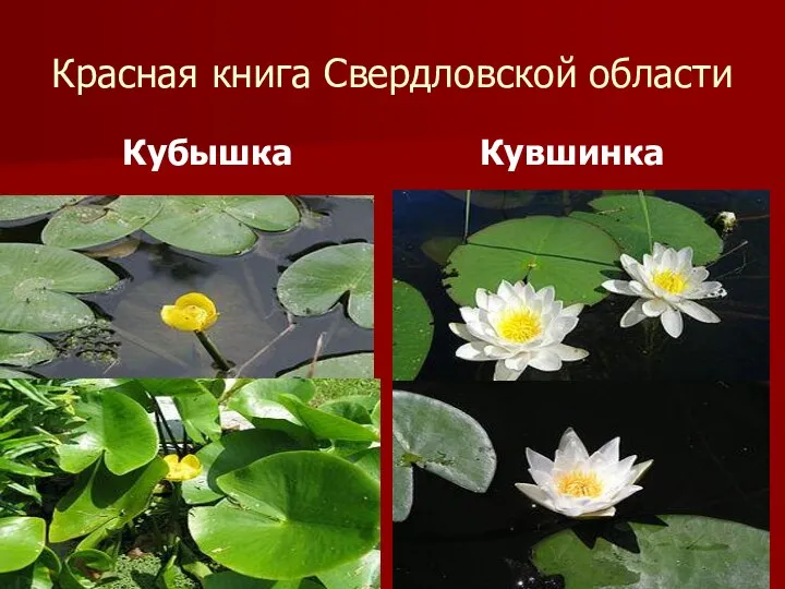 Красная книга Свердловской области Кубышка Кувшинка