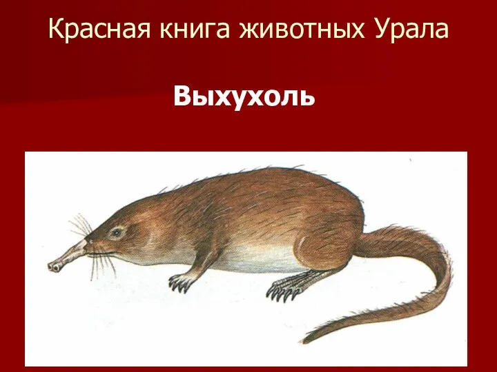 Красная книга животных Урала Выхухоль