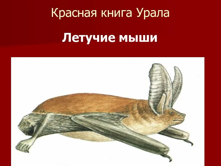 Красная книга Урала Летучие мыши