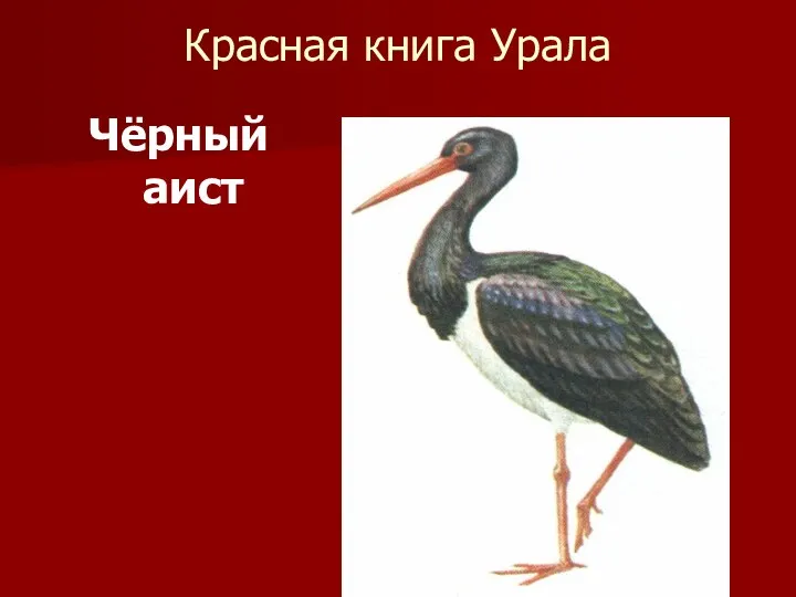 Красная книга Урала Чёрный аист