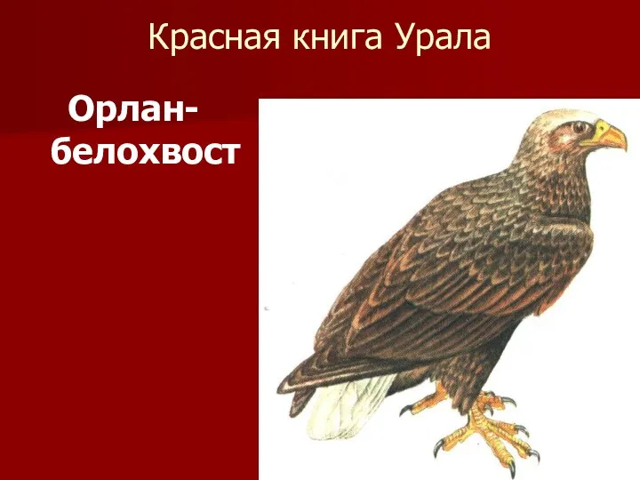 Красная книга Урала Орлан-белохвост