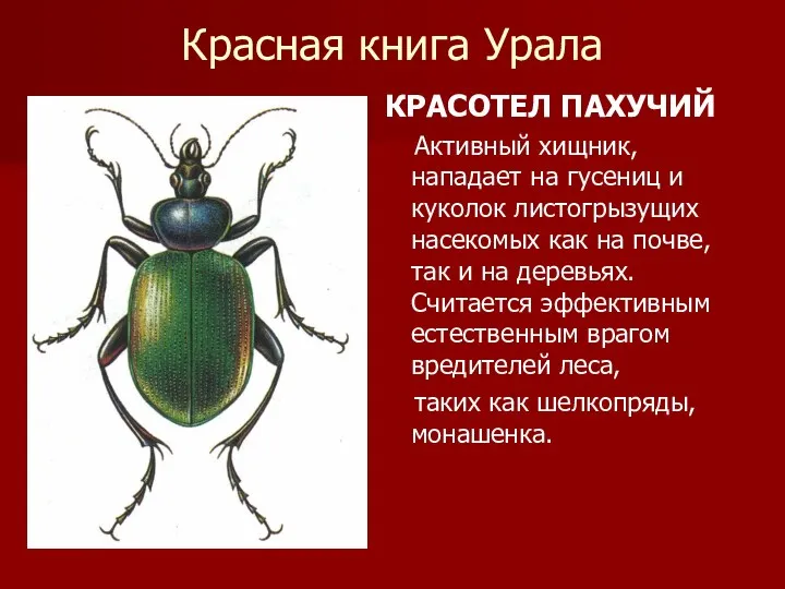 Красная книга Урала КРАСОТЕЛ ПАХУЧИЙ Активный хищник, нападает на гусениц
