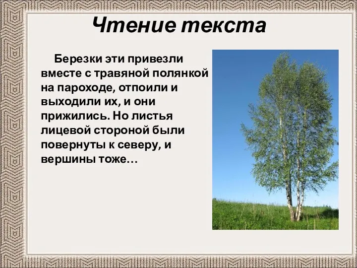 Чтение текста Березки эти привезли вместе с травяной полянкой на