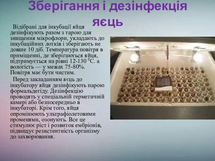 Зберігання і дезінфекція яєць Відібрані для інкубації яйця дезінфікують разом