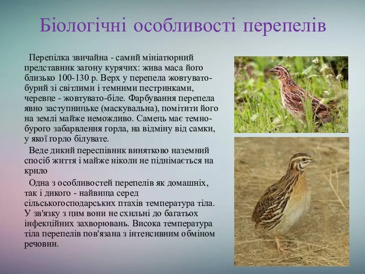 Біологічні особливості перепелів Перепілка звичайна - самий мініатюрний представник загону