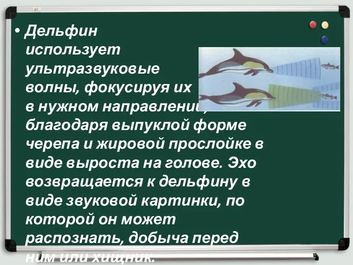 Дельфин использует ультразвуковые волны, фокусируя их в нужном направлении, благодаря