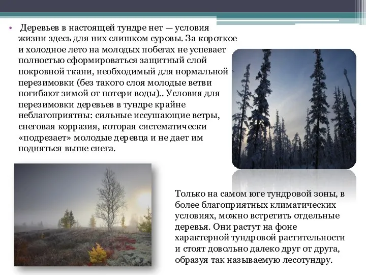 Деревьев в настоящей тундре нет — условия жизни здесь для