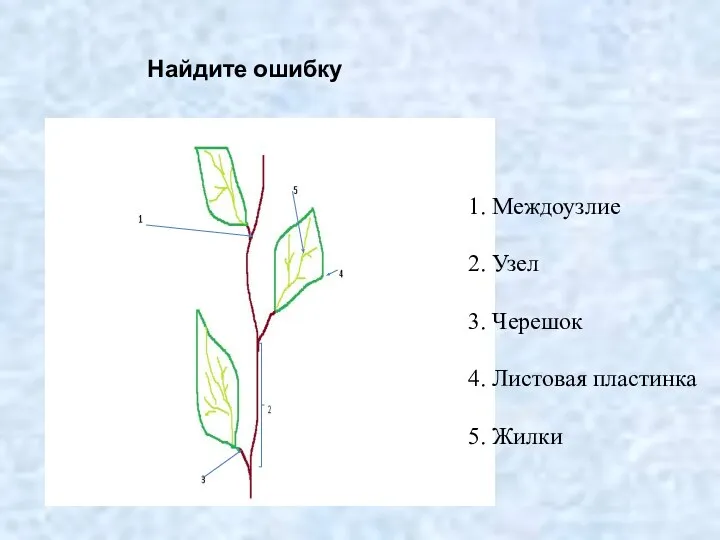 Найдите ошибку 1. Междоузлие 2. Узел 3. Черешок 4. Листовая пластинка 5. Жилки