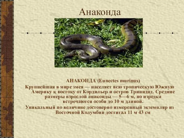 Анаконда АНАКОНДА (Eunectes murinus) Крупнейшая в мире змея — населяет