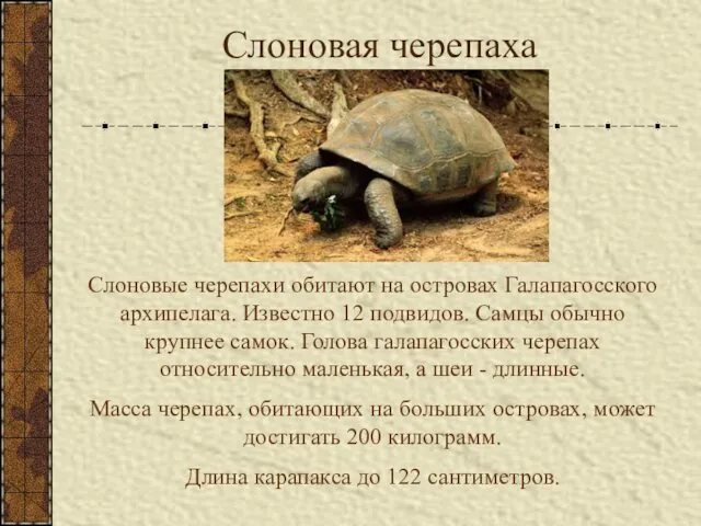 Слоновая черепаха Слоновые черепахи обитают на островах Галапагосского архипелага. Известно