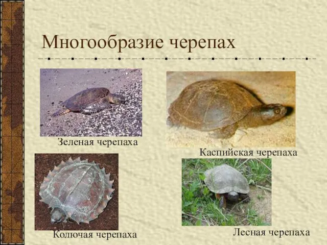 Многообразие черепах Зеленая черепаха Каспийская черепаха Колючая черепаха Лесная черепаха